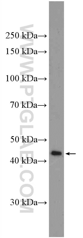 Western Blot (WB) analysis of HepG2 cells using Nesprin 4 Polyclonal antibody (26467-1-AP)