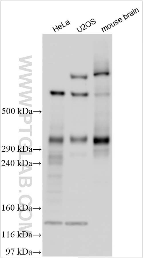 Western Blot (WB) analysis of various lysates using Nesprin1/Syne-1 Polyclonal antibody (31095-1-AP)