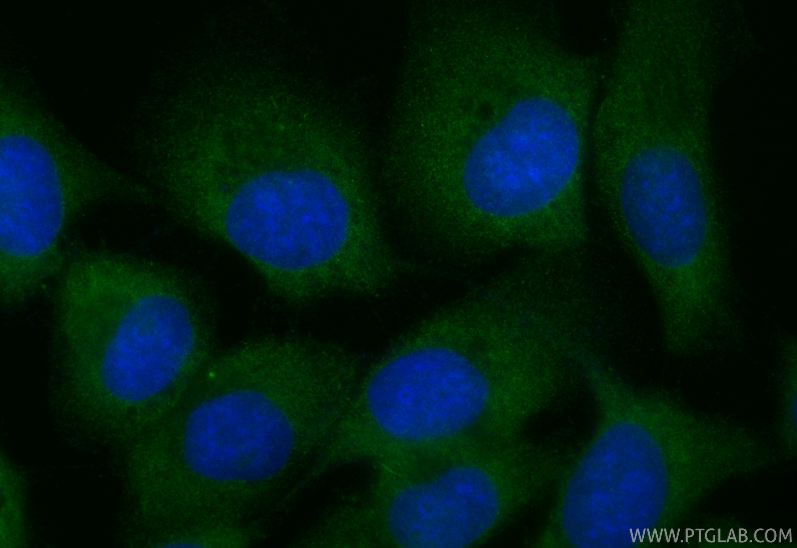 Immunofluorescent analysis of (-20°C Ethanol) fixed U-251 cells using CoraLite® Plus 488 Nestin antibody (CL488-19483) at dilution of 1:200. Immunofluorescence (IF) / fluorescent staining of U-251 cells using CoraLite® Plus 488-conjugated Nestin Polyclonal an (CL488-19483)