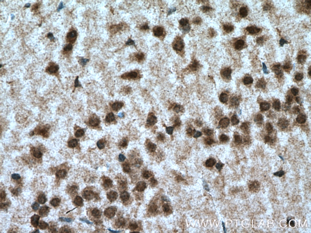 Immunohistochemistry (IHC) staining of mouse brain tissue using NeuN Polyclonal antibody (23060-1-AP)