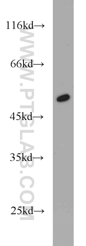 Western Blot (WB) analysis of mouse brain tissue using NeuN Polyclonal antibody (23060-1-AP)