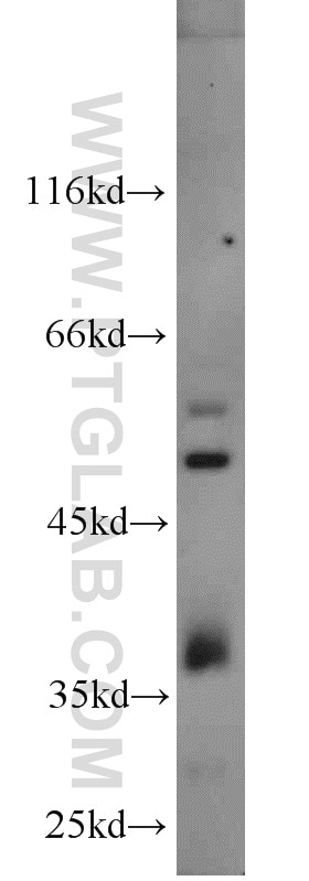 Western Blot (WB) analysis of 3T3-L1 cells using NeuN Polyclonal antibody (23060-1-AP)