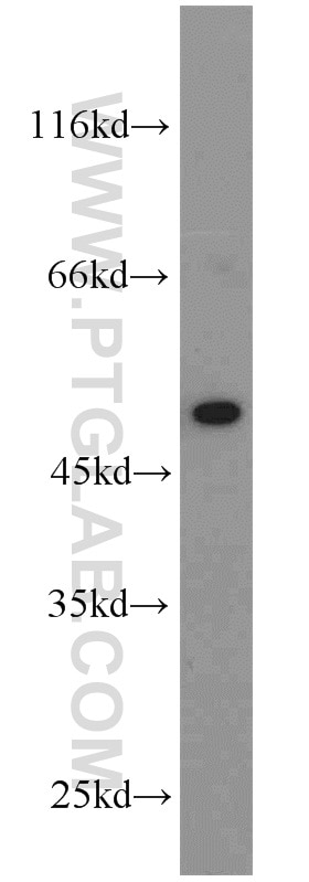 Western Blot (WB) analysis of mouse brain tissue using NeuN Polyclonal antibody (23060-1-AP)