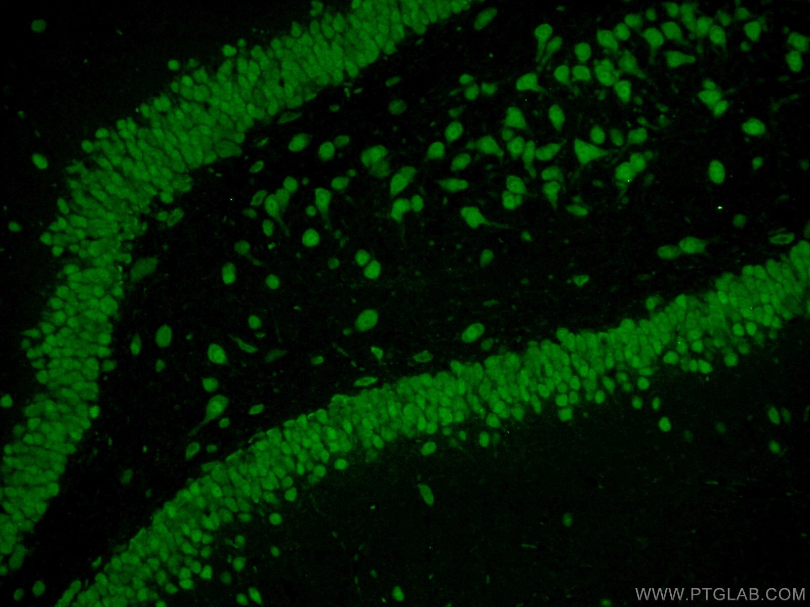 Immunofluorescence (IF) / fluorescent staining of rat brain tissue using NeuN Polyclonal antibody (26975-1-AP)