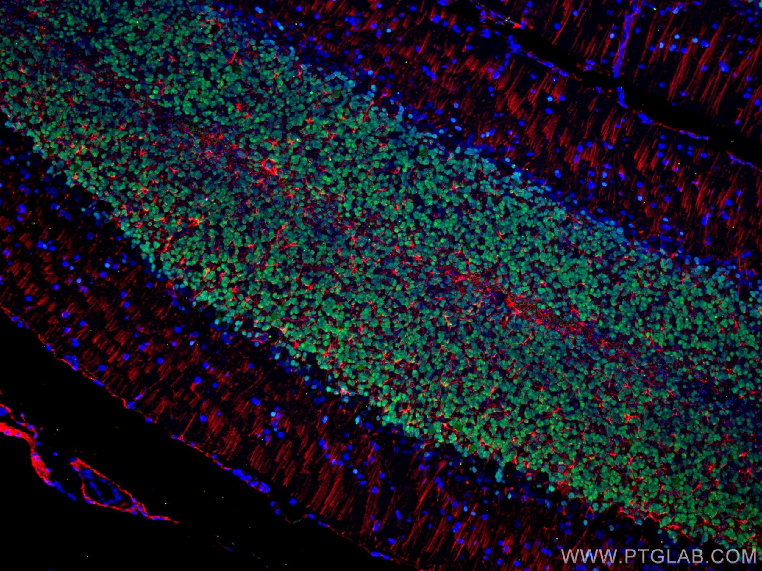 Immunofluorescence (IF) / fluorescent staining of rat cerebellum tissue using NeuN Polyclonal antibody (26975-1-AP)