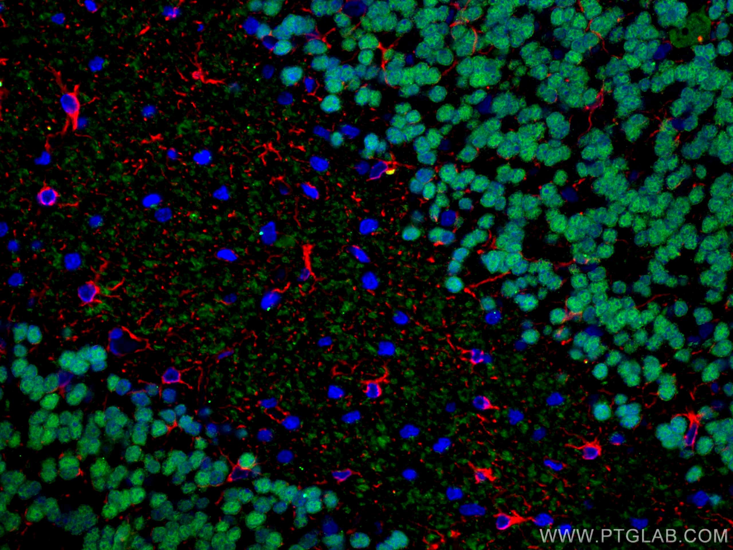 Immunofluorescence (IF) / fluorescent staining of rat cerebellum tissue using NeuN Polyclonal antibody (26975-1-AP)
