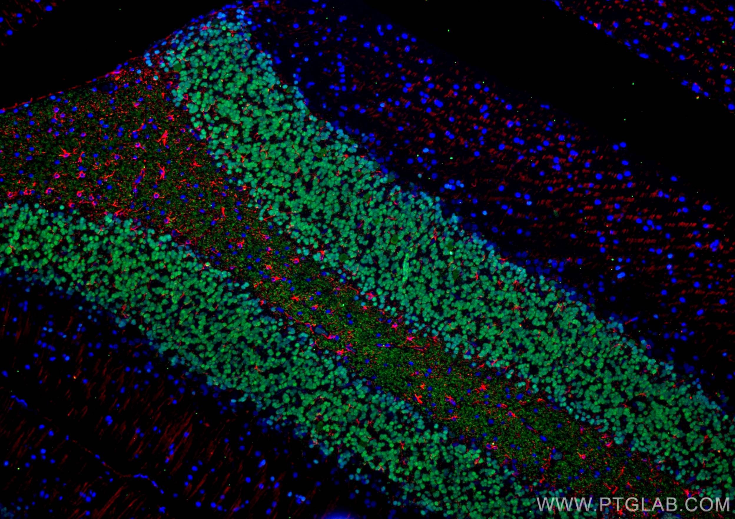 Immunofluorescence (IF) / fluorescent staining of rat cerebellum tissue using NeuN Polyclonal antibody (26975-1-AP)