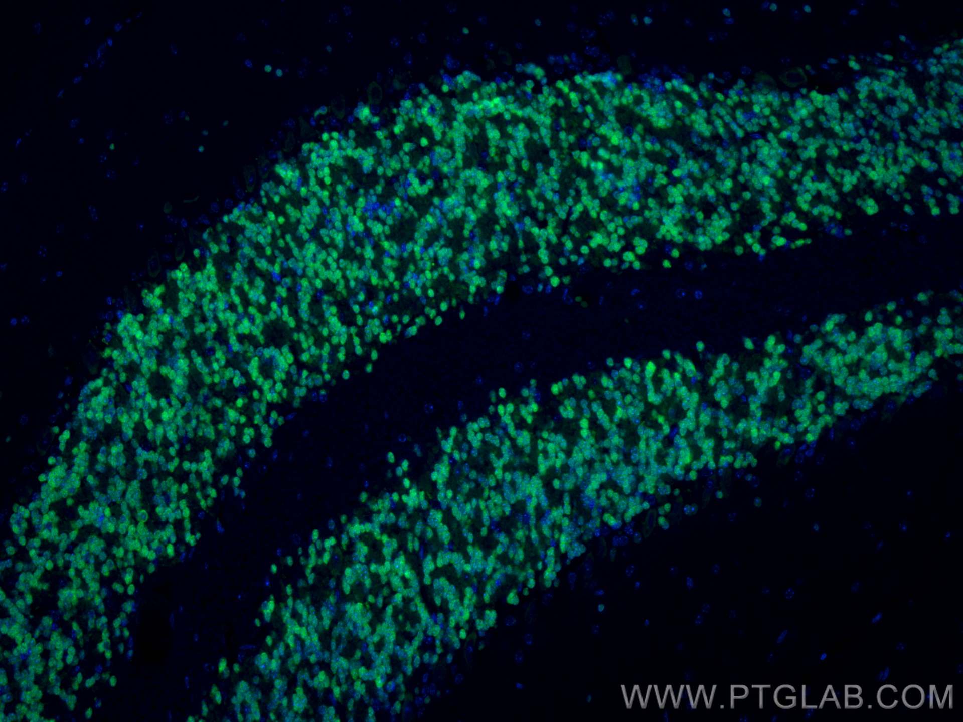 Immunofluorescence (IF) / fluorescent staining of mouse cerebellum tissue using NeuN Polyclonal antibody (26975-1-AP)
