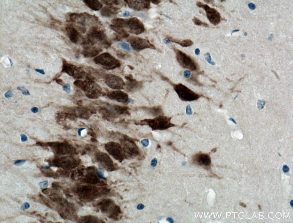 Immunohistochemistry (IHC) staining of mouse brain tissue using NeuN Polyclonal antibody (26975-1-AP)
