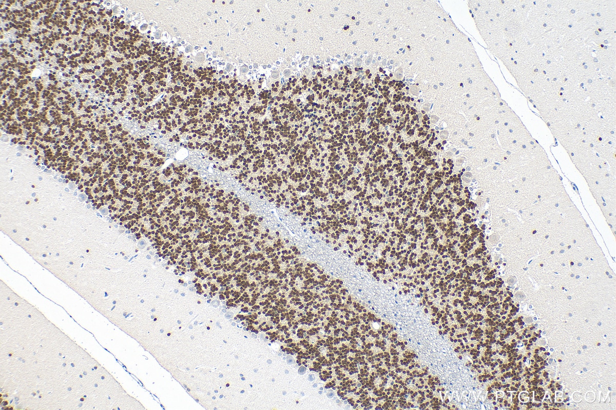 Immunohistochemistry (IHC) staining of rat cerebellum tissue using NeuN Polyclonal antibody (26975-1-AP)