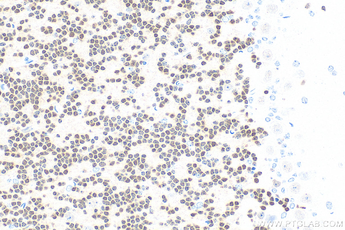 Immunohistochemistry (IHC) staining of mouse cerebellum tissue using NeuN Polyclonal antibody (26975-1-AP)