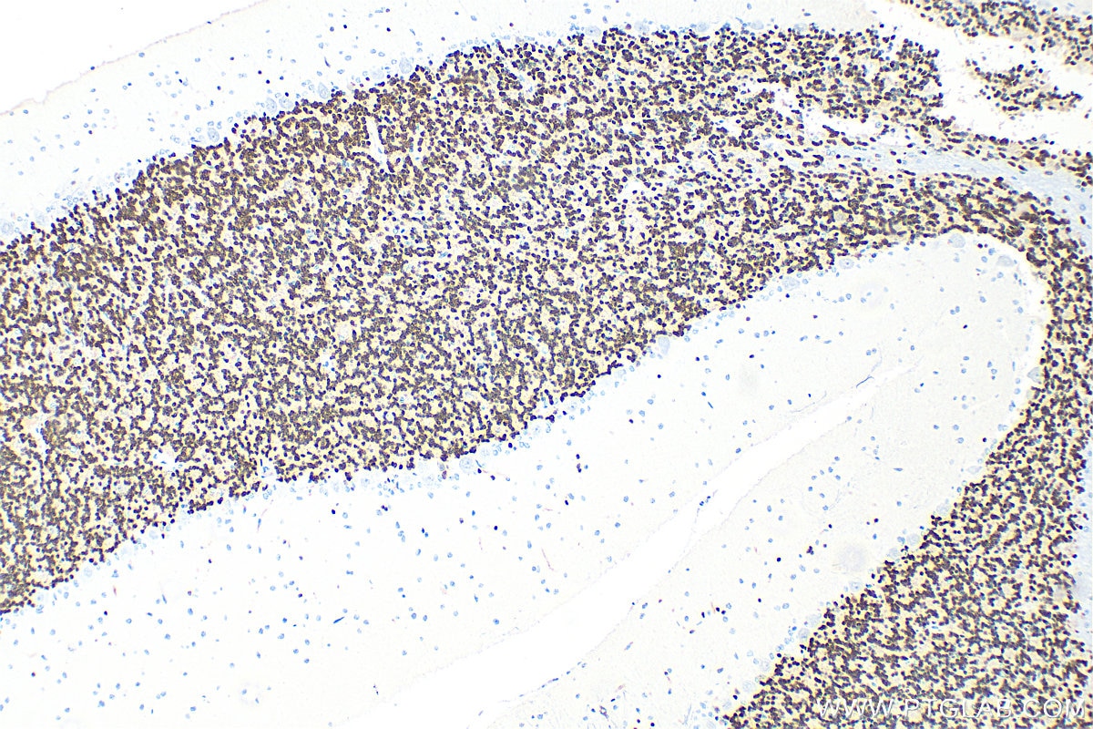 Immunohistochemistry (IHC) staining of rat cerebellum tissue using NeuN Polyclonal antibody (26975-1-AP)