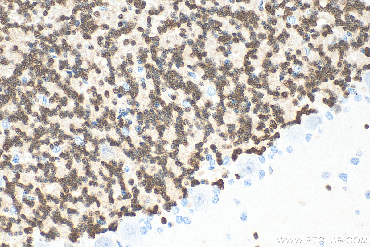 Immunohistochemistry (IHC) staining of rat cerebellum tissue using NeuN Polyclonal antibody (26975-1-AP)