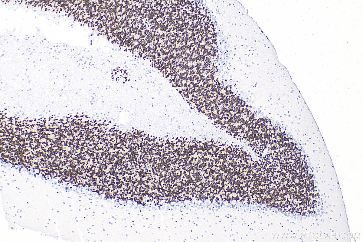 Immunohistochemistry (IHC) staining of mouse cerebellum tissue using NeuN Polyclonal antibody (26975-1-AP)