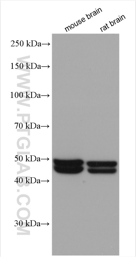 Western Blot (WB) analysis of various lysates using NeuN Polyclonal antibody (26975-1-AP)