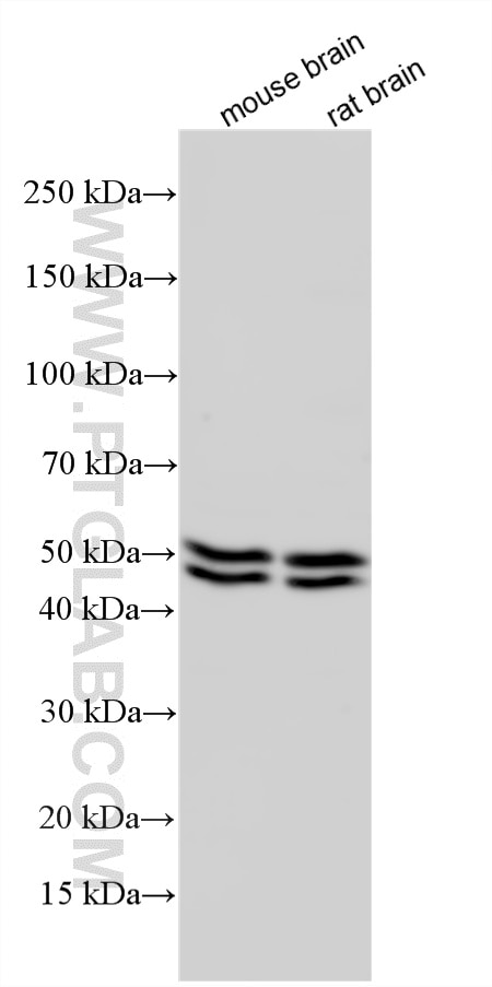 Western Blot (WB) analysis of various lysates using NeuN Polyclonal antibody (26975-1-AP)