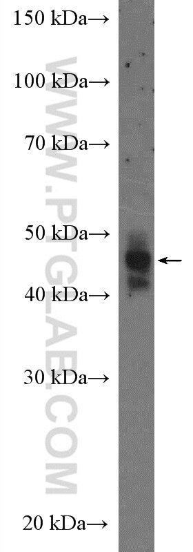 Western Blot (WB) analysis of pig brain tissue using NeuN Polyclonal antibody (26975-1-AP)