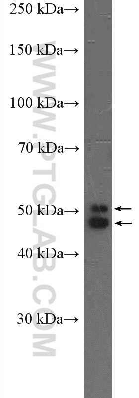 Western Blot (WB) analysis of mouse brain tissue using NeuN Polyclonal antibody (26975-1-AP)