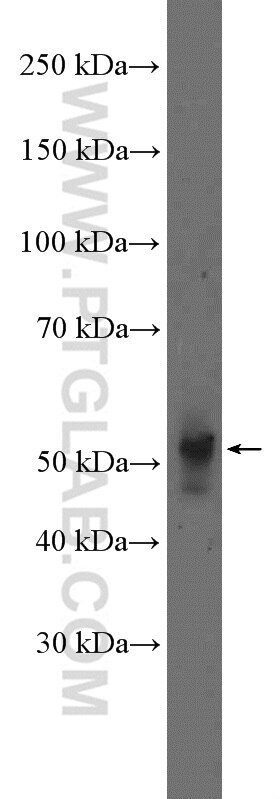 Western Blot (WB) analysis of rat brain tissue using NeuN Polyclonal antibody (26975-1-AP)
