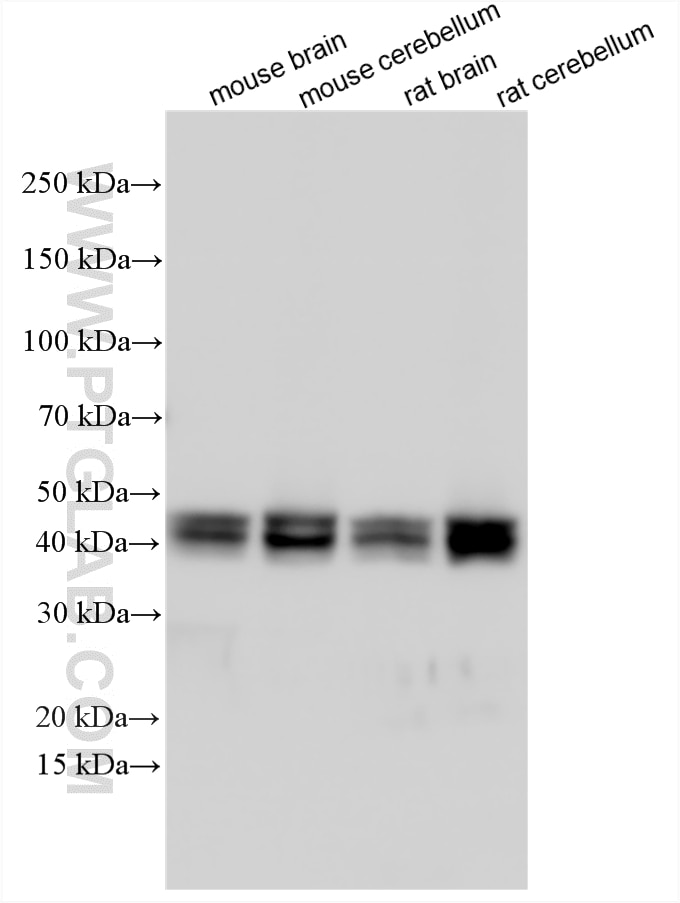 WB analysis using 26975-1-AP Western Blot (WB) analysis of various lysates using NeuN Polyclonal antibody (26975-1-AP)