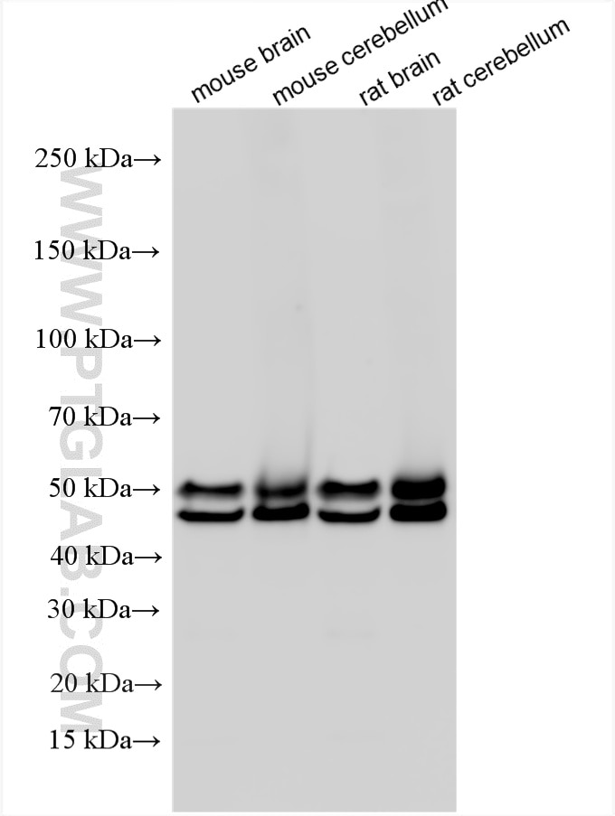WB analysis using 26975-1-AP Western Blot (WB) analysis of various lysates using NeuN Polyclonal antibody (26975-1-AP)