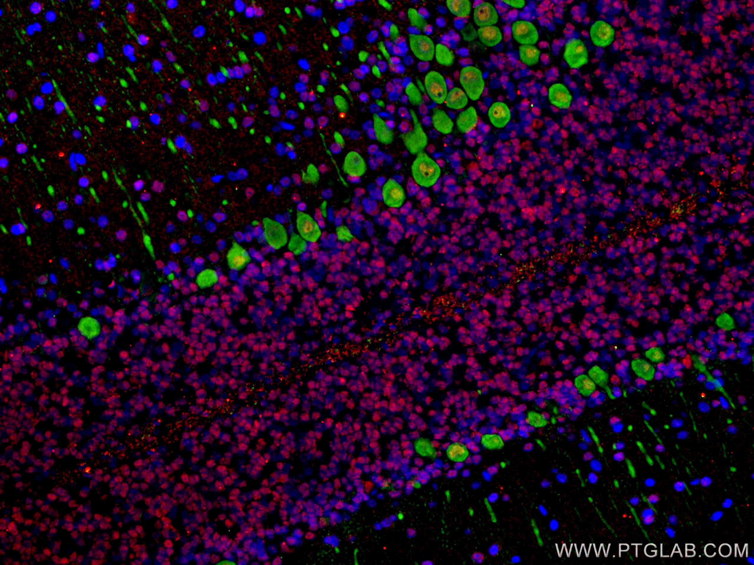 Immunofluorescence (IF) / fluorescent staining of rat cerebellum tissue using NeuN Monoclonal antibody (66836-1-Ig)