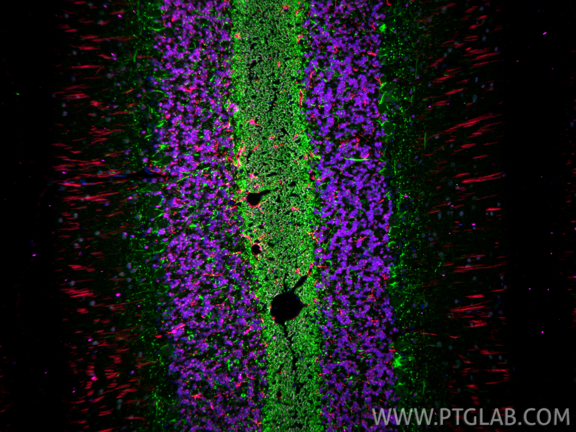 Immunofluorescence (IF) / fluorescent staining of rat cerebellum tissue using NeuN Monoclonal antibody (66836-1-Ig)