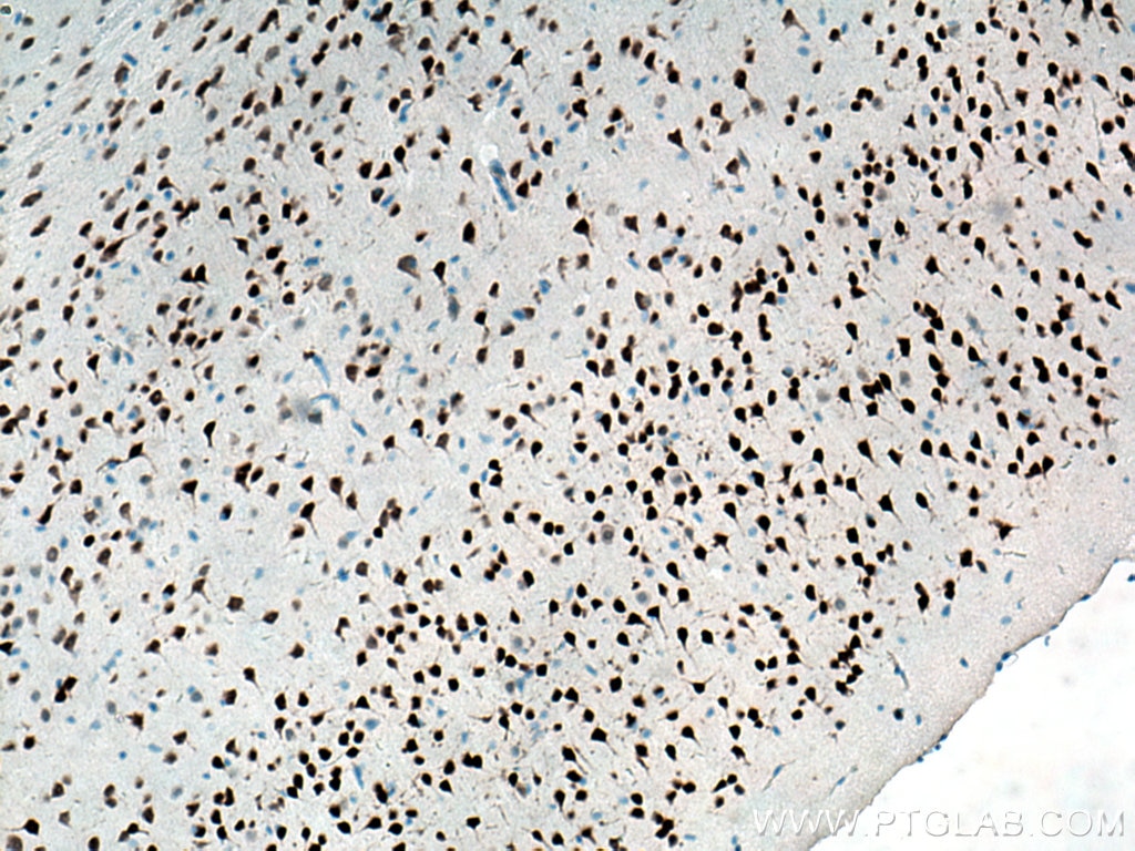 Immunohistochemistry (IHC) staining of mouse brain tissue using NeuN Monoclonal antibody (66836-1-Ig)