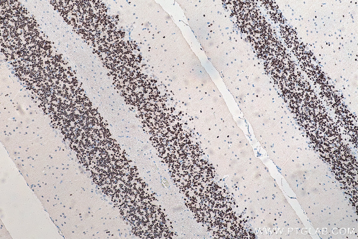 IHC staining of rat cerebellum using 66836-1-Ig Immunohistochemistry (IHC) staining of rat cerebellum tissue using NeuN Monoclonal antibody (66836-1-Ig)