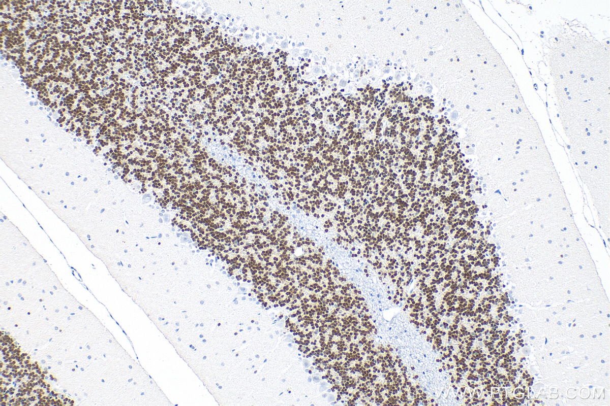 Immunohistochemistry (IHC) staining of rat cerebellum tissue using NeuN Monoclonal antibody (66836-1-Ig)