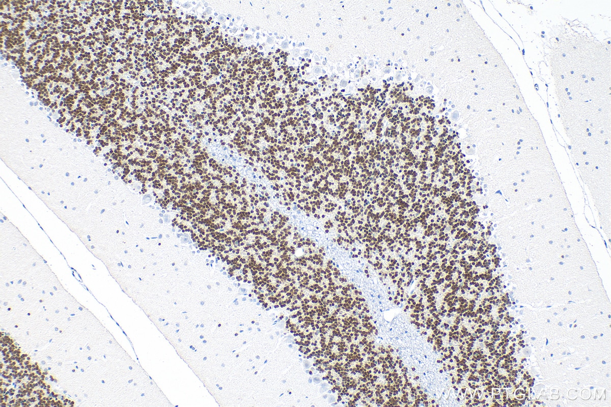 IHC staining of rat cerebellum using 66836-1-Ig