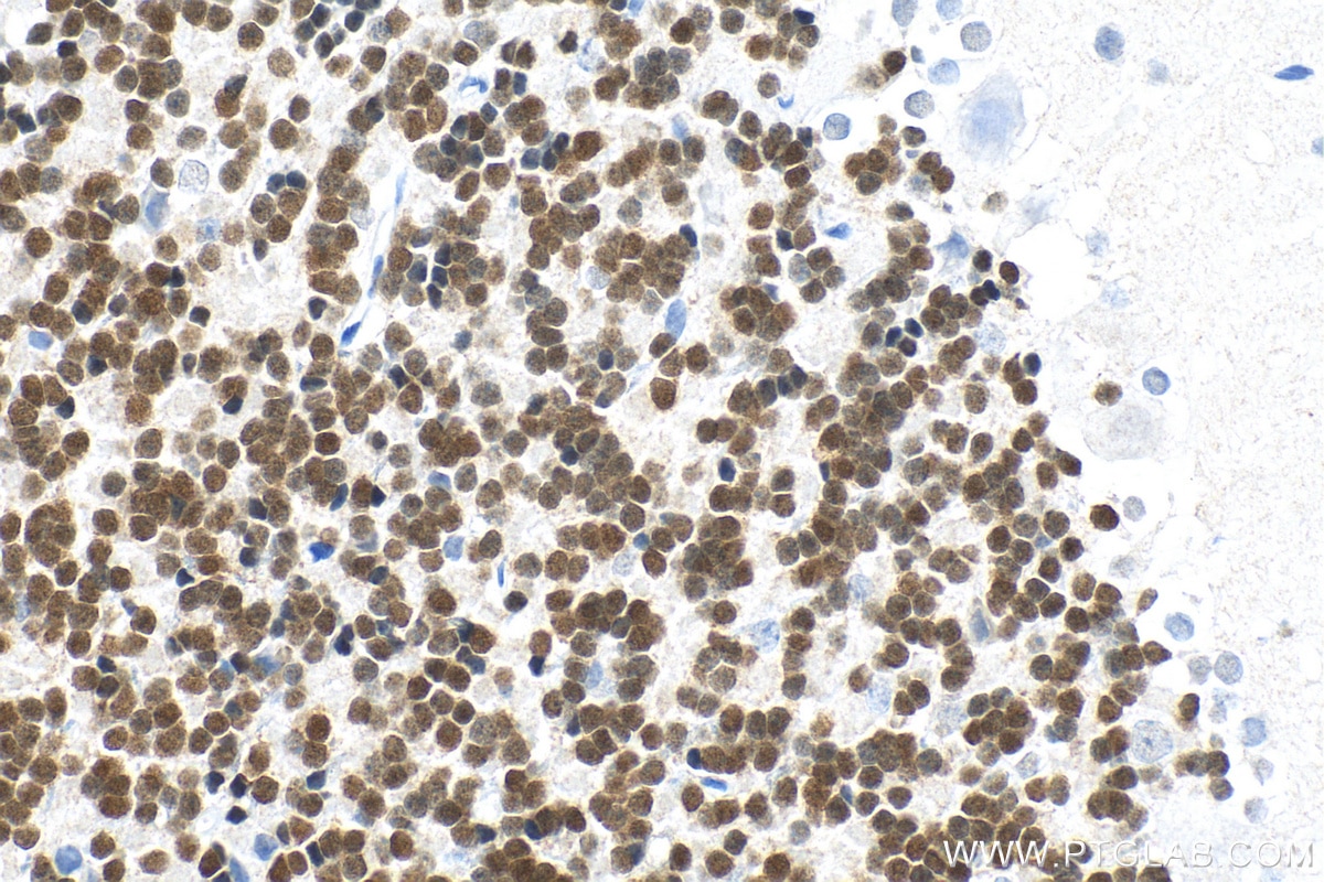 Immunohistochemistry (IHC) staining of rat cerebellum tissue using NeuN Monoclonal antibody (66836-1-Ig)