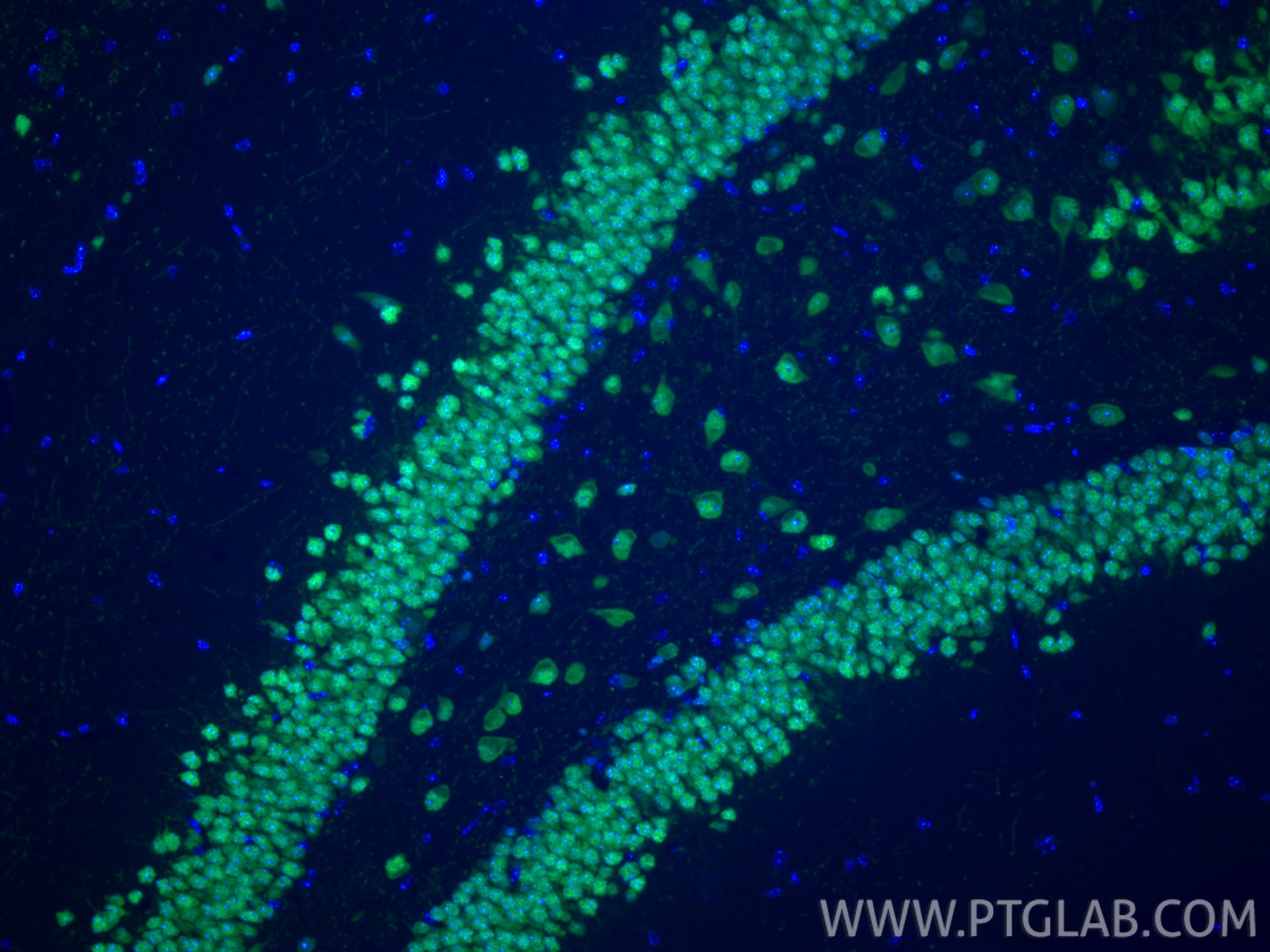 Immunofluorescence (IF) / fluorescent staining of mouse brain tissue using NeuN Recombinant antibody (84401-4-RR)