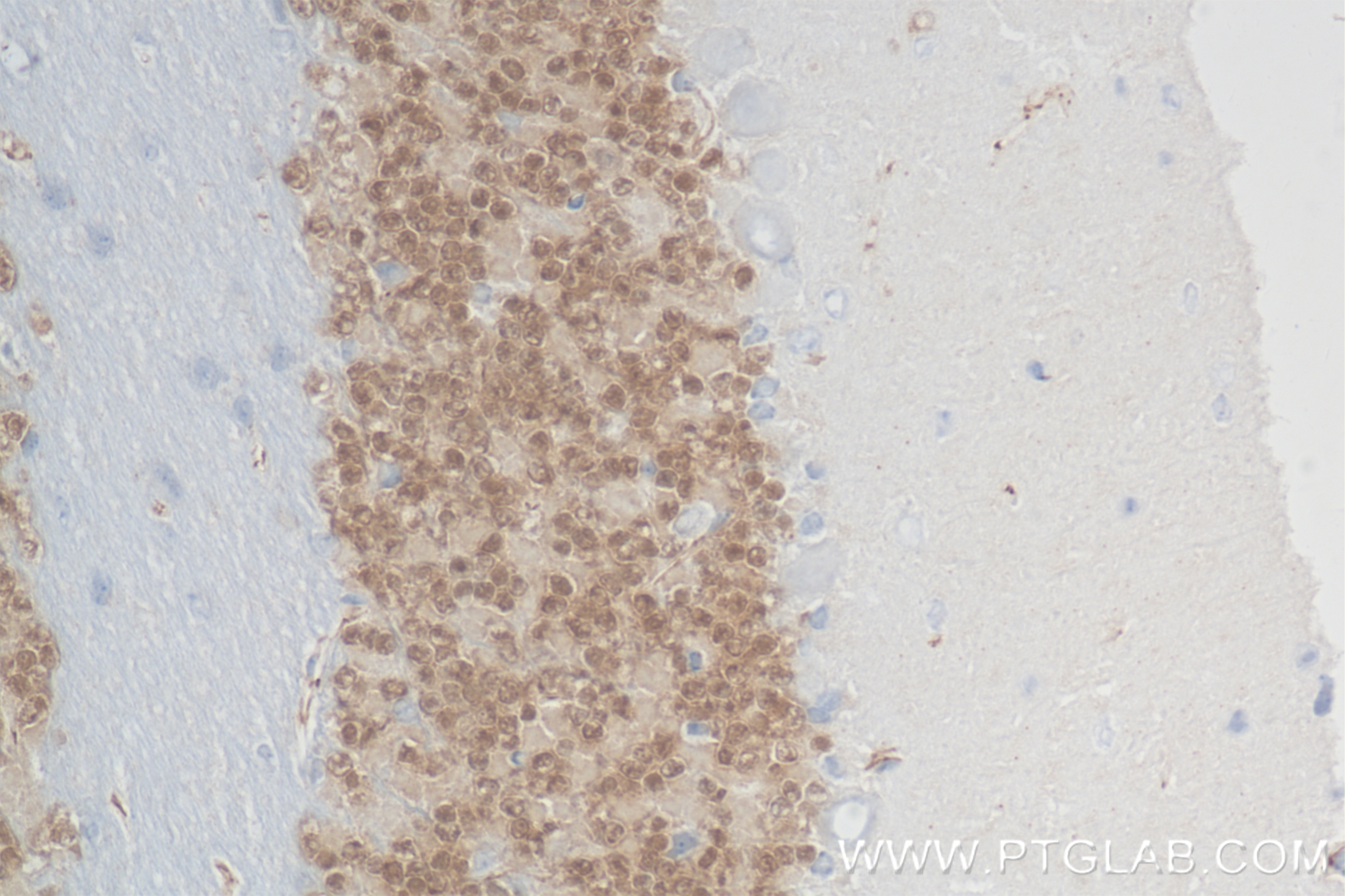 Immunohistochemistry (IHC) staining of mouse cerebellum tissue using NeuN Recombinant antibody (84401-4-RR)
