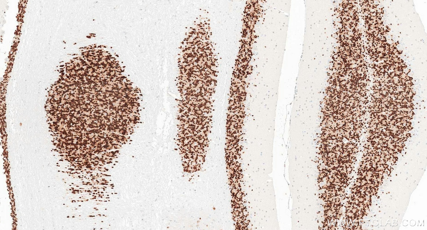 IHC staining of mouse cerebellum using 84401-4-RR Immunohistochemistry (IHC) staining of mouse cerebellum tissue using NeuN Recombinant monoclonal antibody (84401-4-RR)