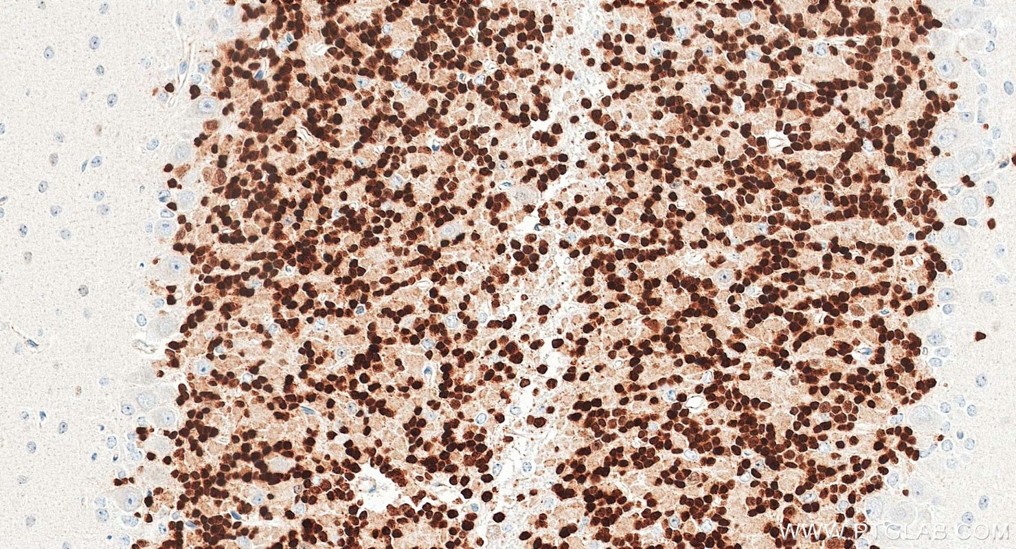 IHC staining of mouse cerebellum using 84401-4-RR Immunohistochemistry (IHC) staining of mouse cerebellum tissue using NeuN Recombinant monoclonal antibody (84401-4-RR)