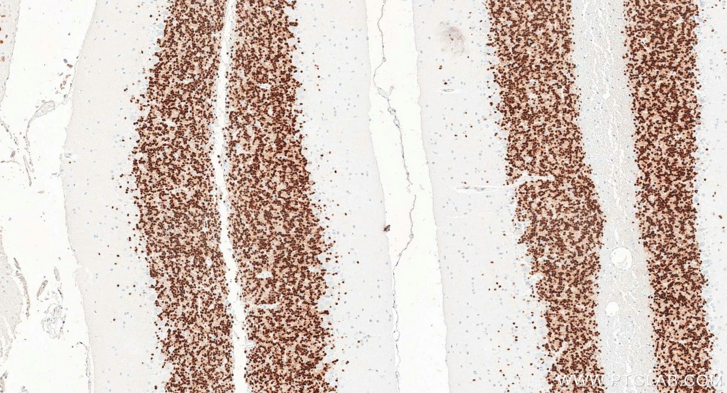IHC staining of rat cerebellum using 84401-4-RR Immunohistochemistry (IHC) staining of rat cerebellum tissue using NeuN Recombinant monoclonal antibody (84401-4-RR)