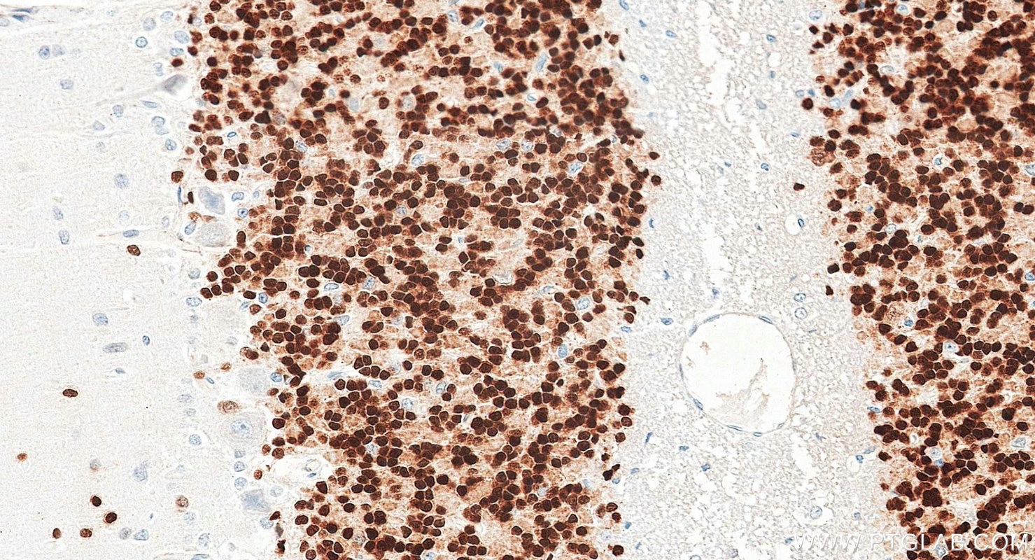 IHC staining of rat cerebellum using 84401-4-RR Immunohistochemistry (IHC) staining of rat cerebellum tissue using NeuN Recombinant monoclonal antibody (84401-4-RR)