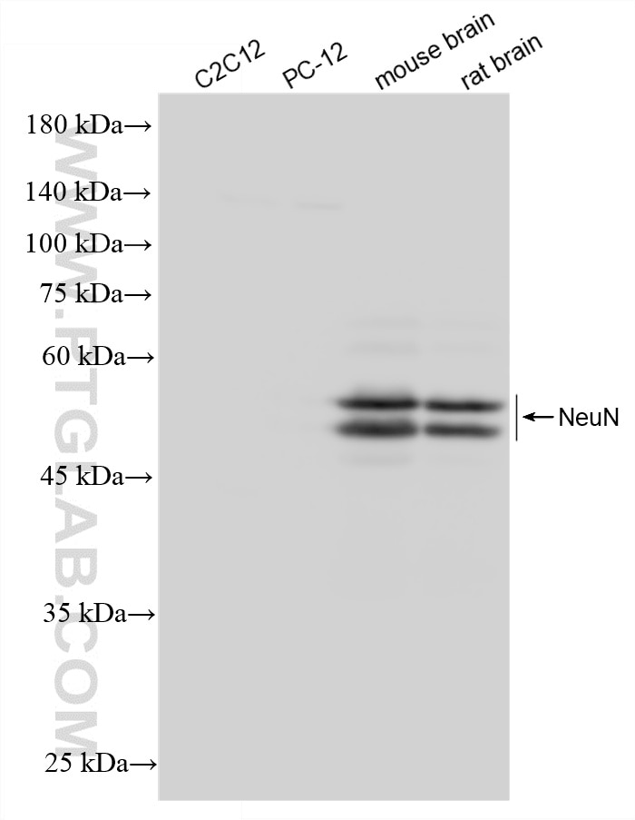 Western Blot (WB) analysis of various lysates using NeuN Recombinant monoclonal antibody (84401-4-RR)