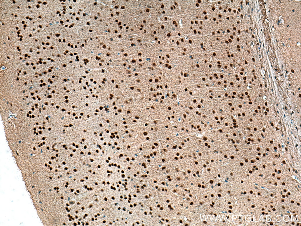 Immunohistochemistry (IHC) staining of mouse brain tissue using Biotin-conjugated NeuN Monoclonal antibody (Biotin-66836)