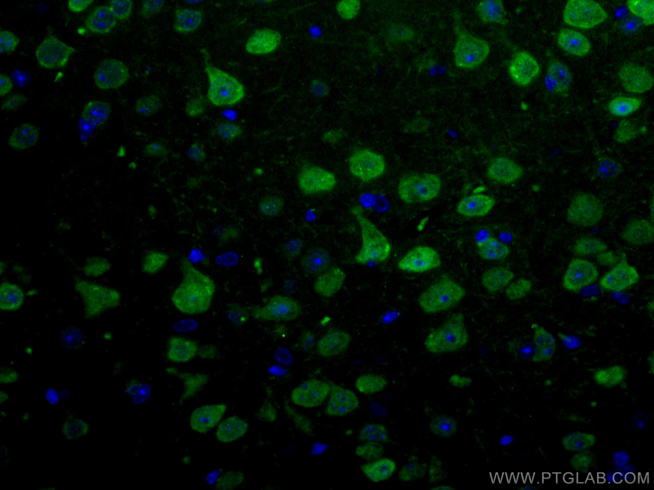 Immunofluorescence (IF) / fluorescent staining of mouse brain tissue using CoraLite®488-conjugated NeuN Polyclonal antibody (CL488-26975)