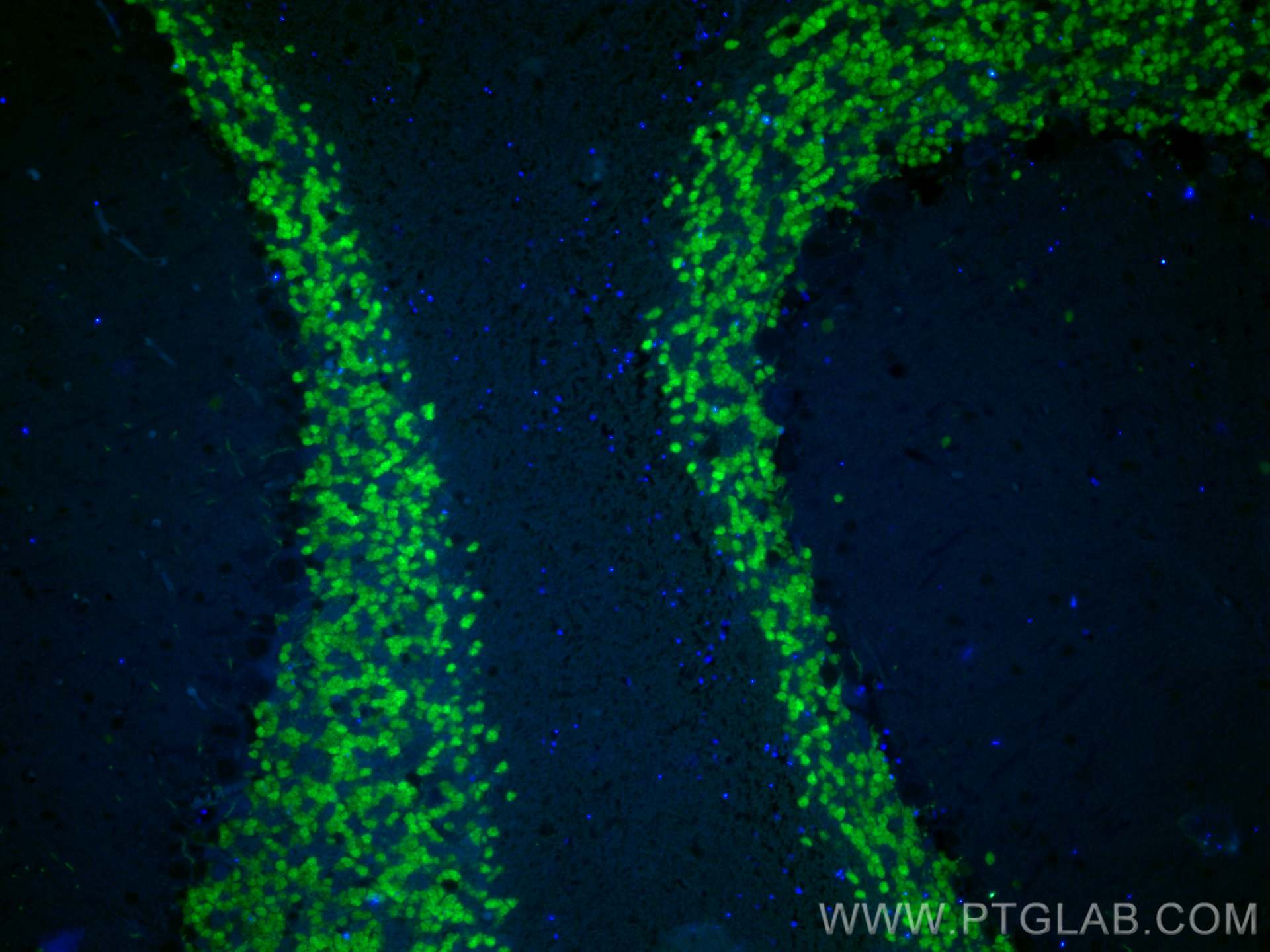 Immunofluorescence (IF) / fluorescent staining of mouse cerebellum tissue using CoraLite® Plus 488-conjugated NeuN Polyclonal anti (CL488-26975)