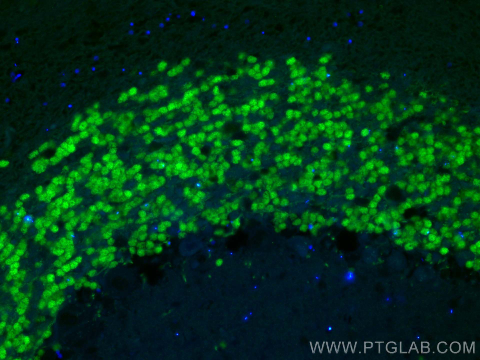 Immunofluorescence (IF) / fluorescent staining of mouse cerebellum tissue using CoraLite® Plus 488-conjugated NeuN Polyclonal anti (CL488-26975)