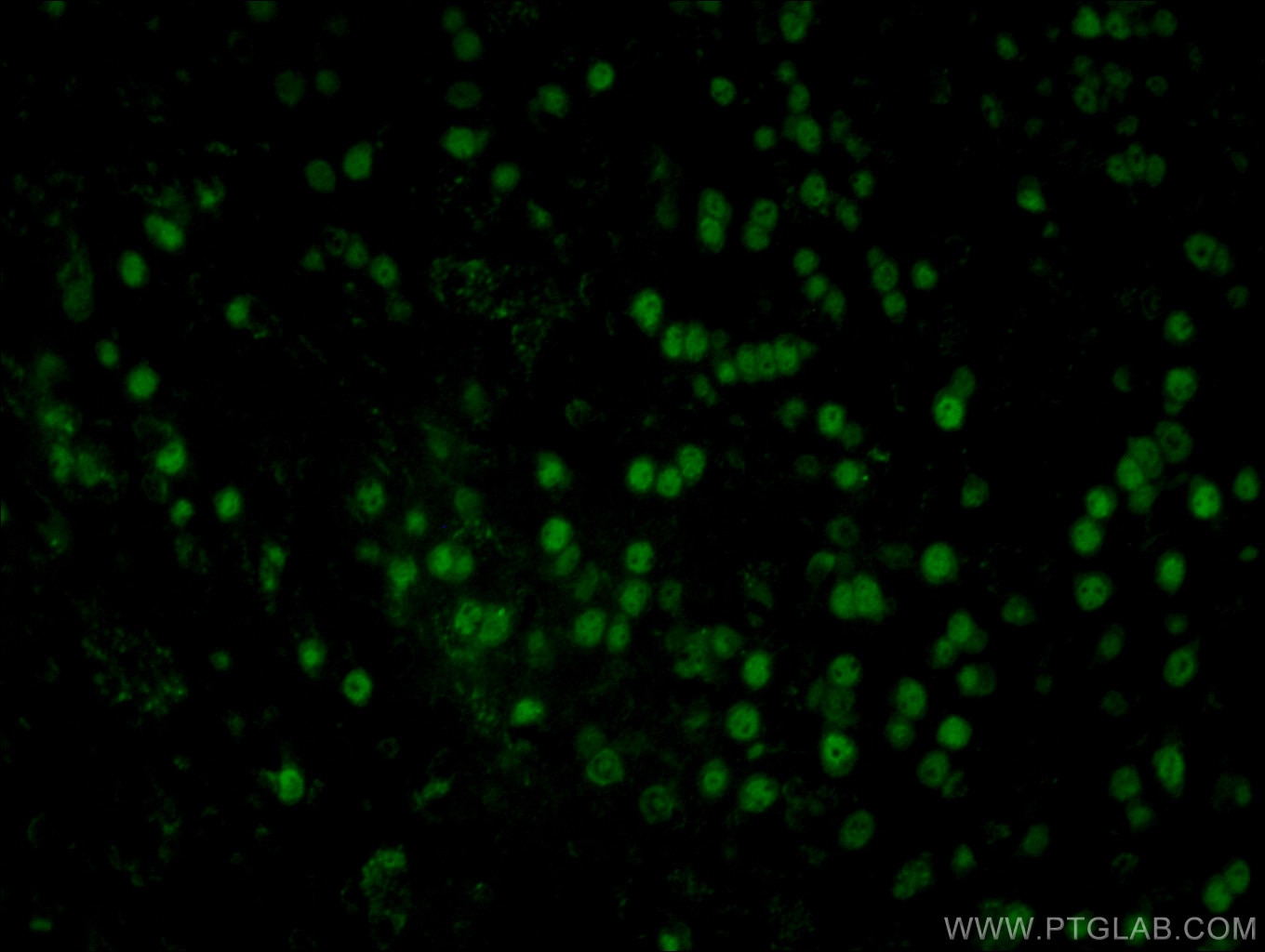 Immunofluorescence (IF) / fluorescent staining of mouse brain tissue using CoraLite®488-conjugated NeuN Monoclonal antibody (CL488-66836)