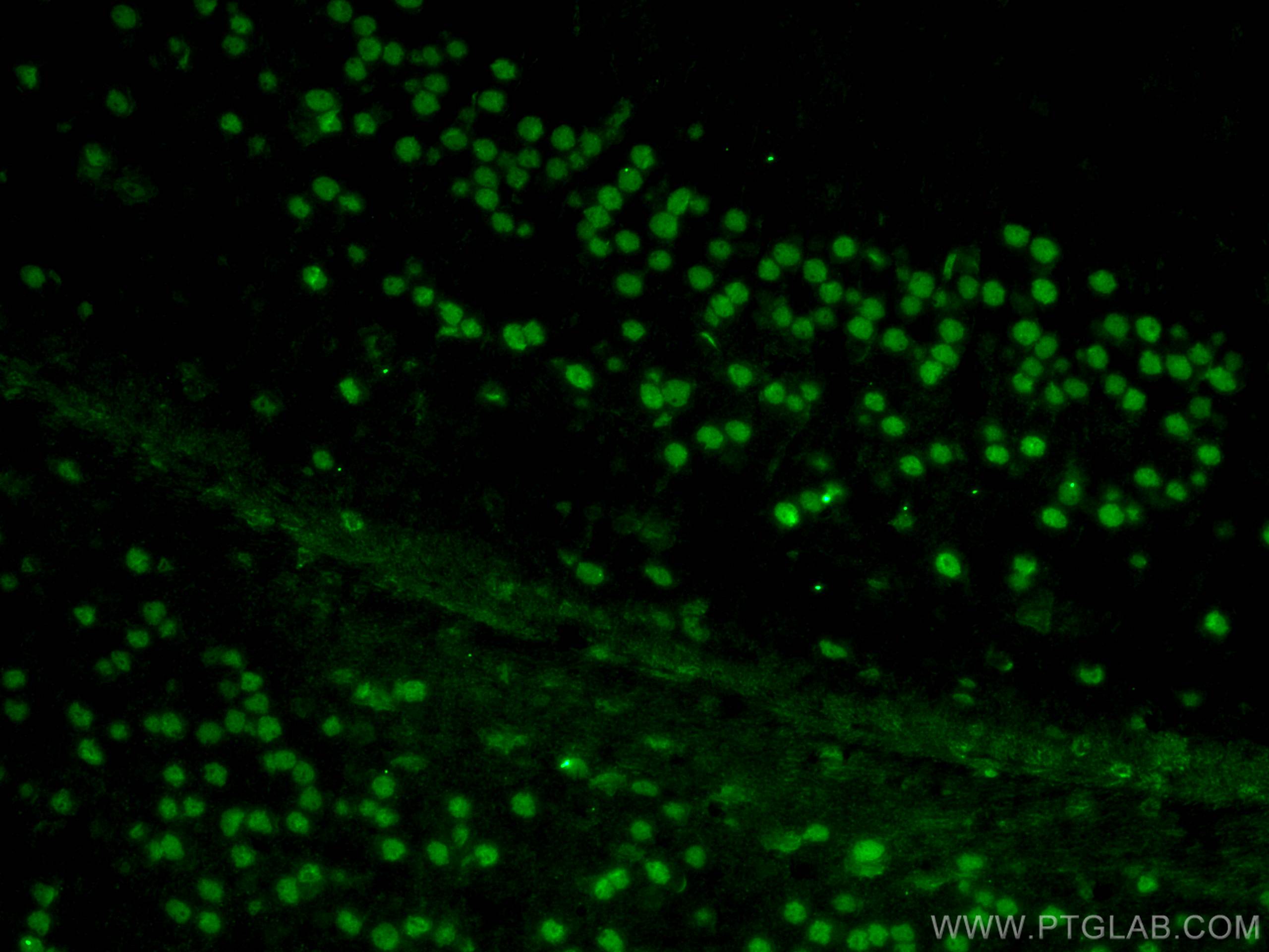 Immunofluorescence (IF) / fluorescent staining of mouse brain tissue using CoraLite® Plus 488-conjugated NeuN Monoclonal anti (CL488-66836)