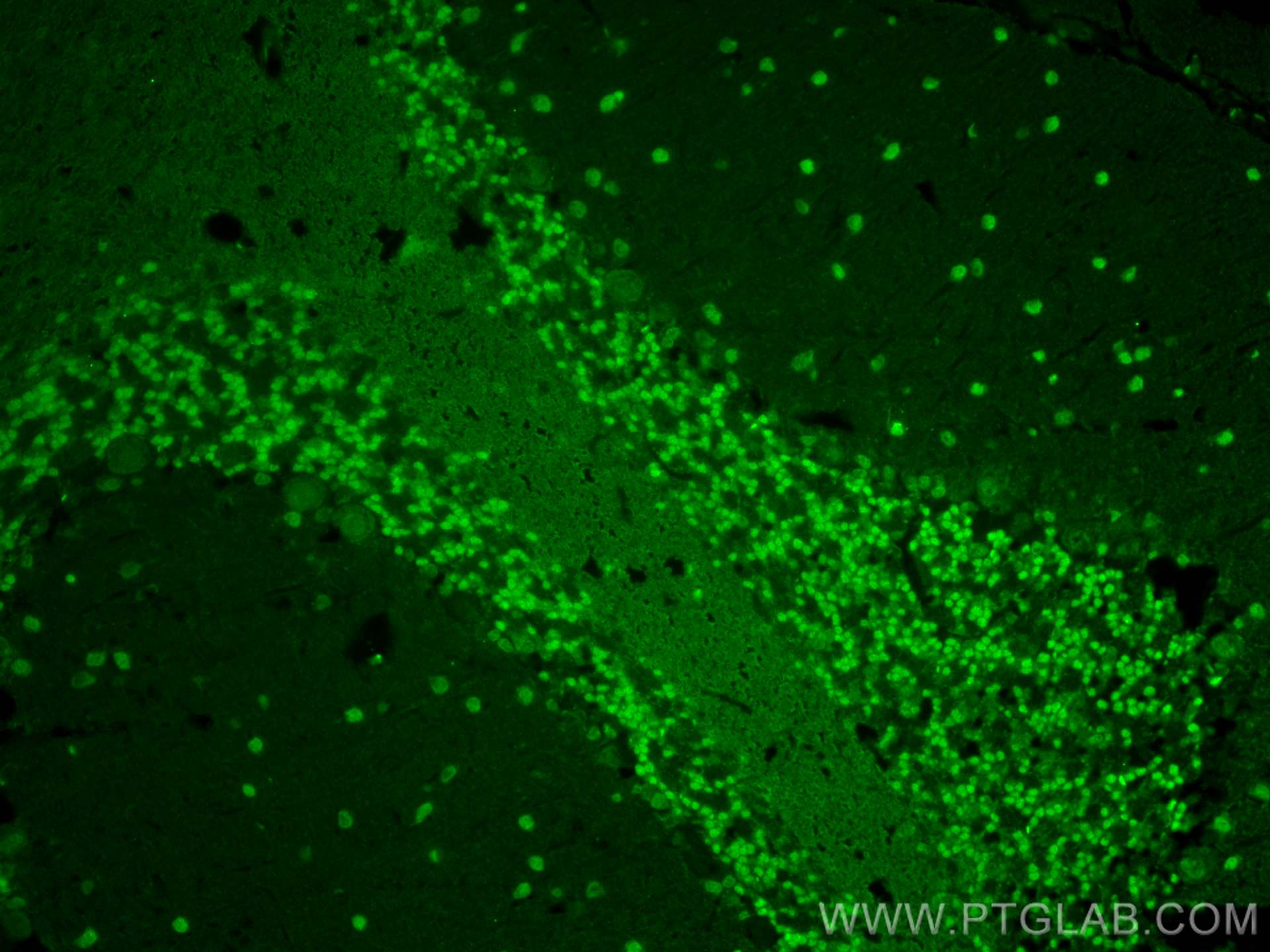 Immunofluorescence (IF) / fluorescent staining of mouse cerebellum tissue using CoraLite® Plus 488-conjugated NeuN Monoclonal anti (CL488-66836)