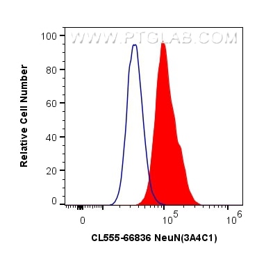 Flow cytometry (FC) experiment of U-87 MG cells using CoraLite®555-conjugated NeuN Monoclonal antibody (CL555-66836)