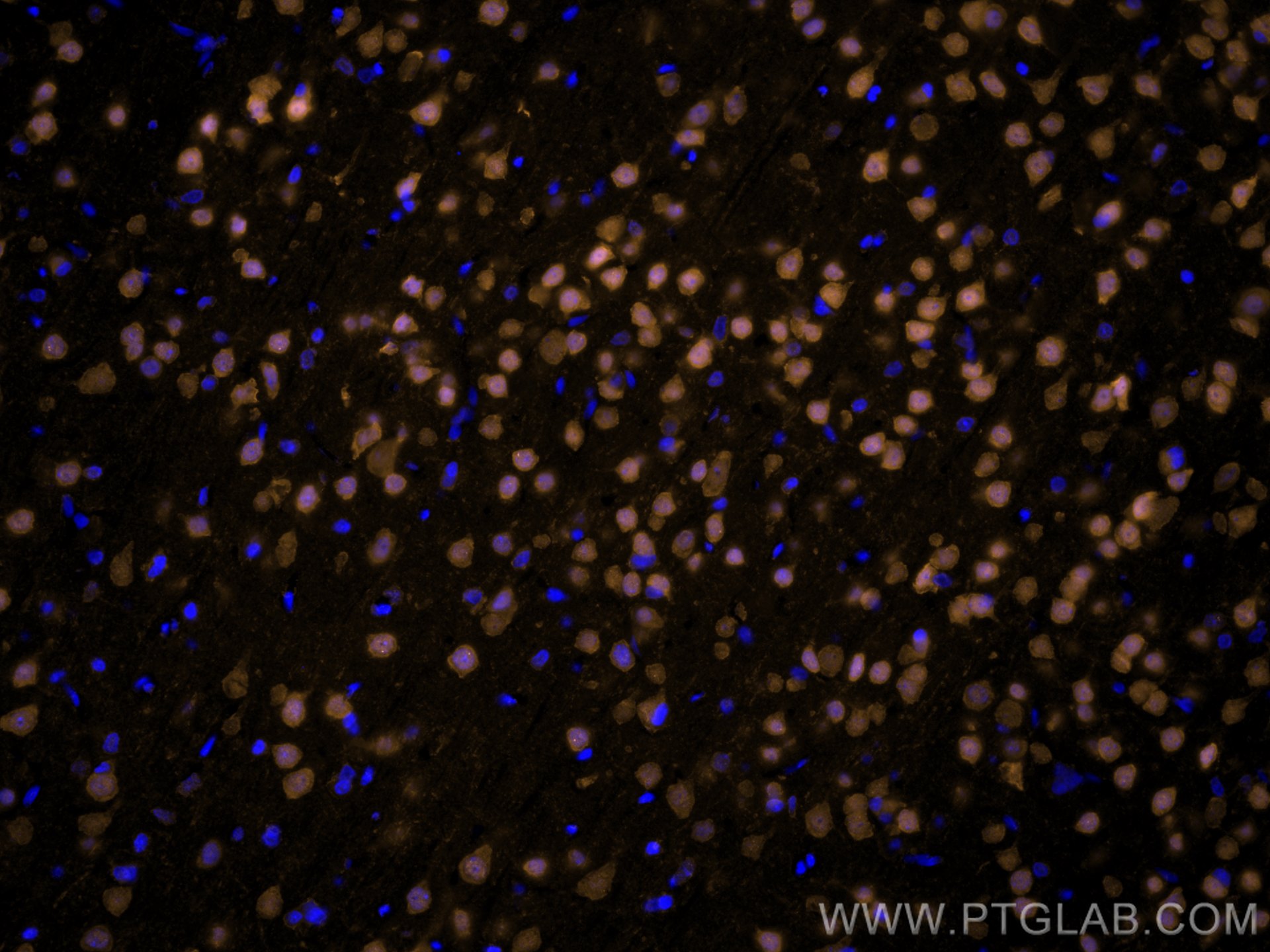 Immunofluorescence (IF) / fluorescent staining of rat brain tissue using CoraLite®555-conjugated NeuN Monoclonal antibody (CL555-66836)