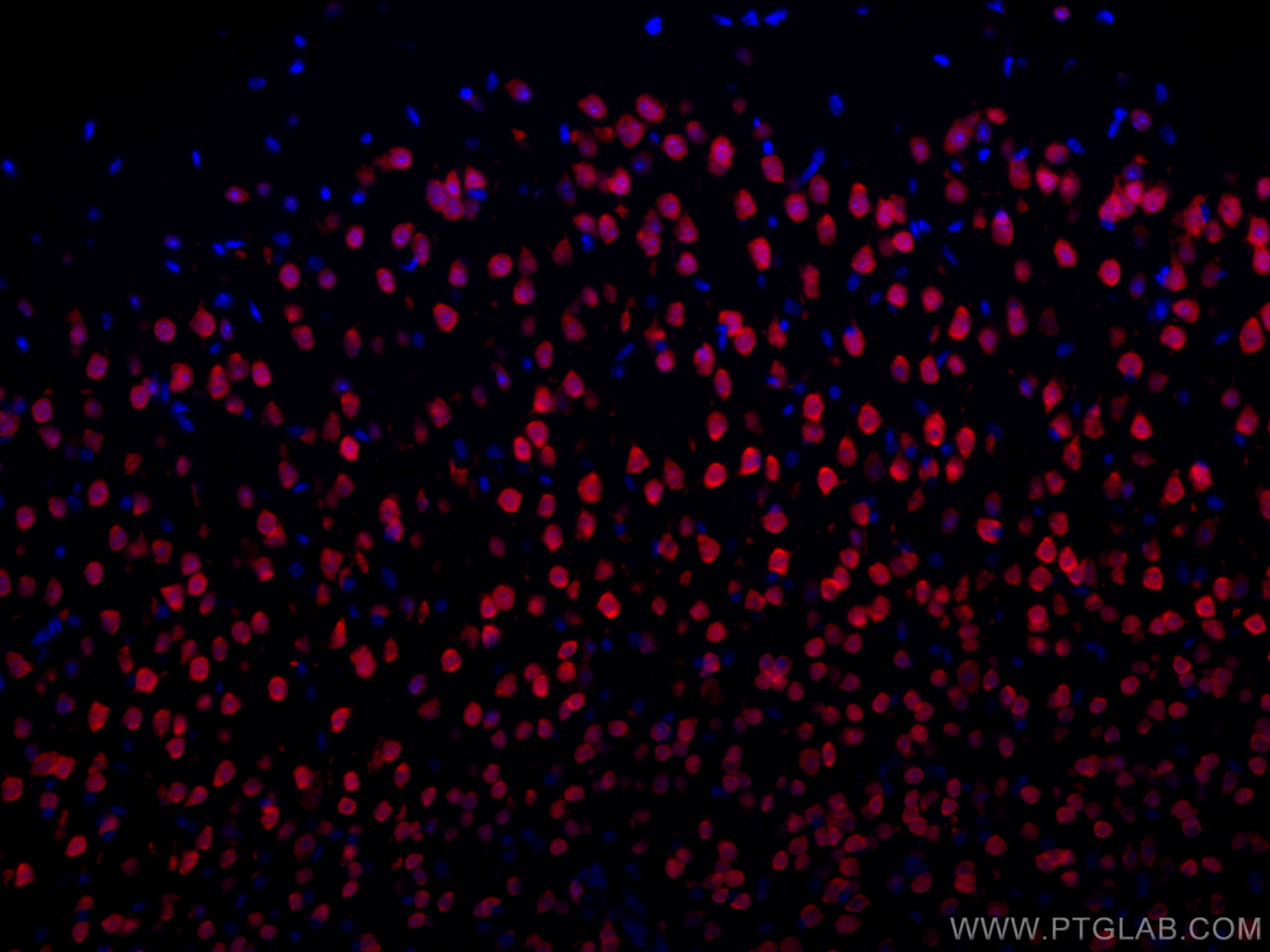 Immunofluorescence (IF) / fluorescent staining of mouse brain tissue using CoraLite®594-conjugated NeuN Polyclonal antibody (CL594-26975)