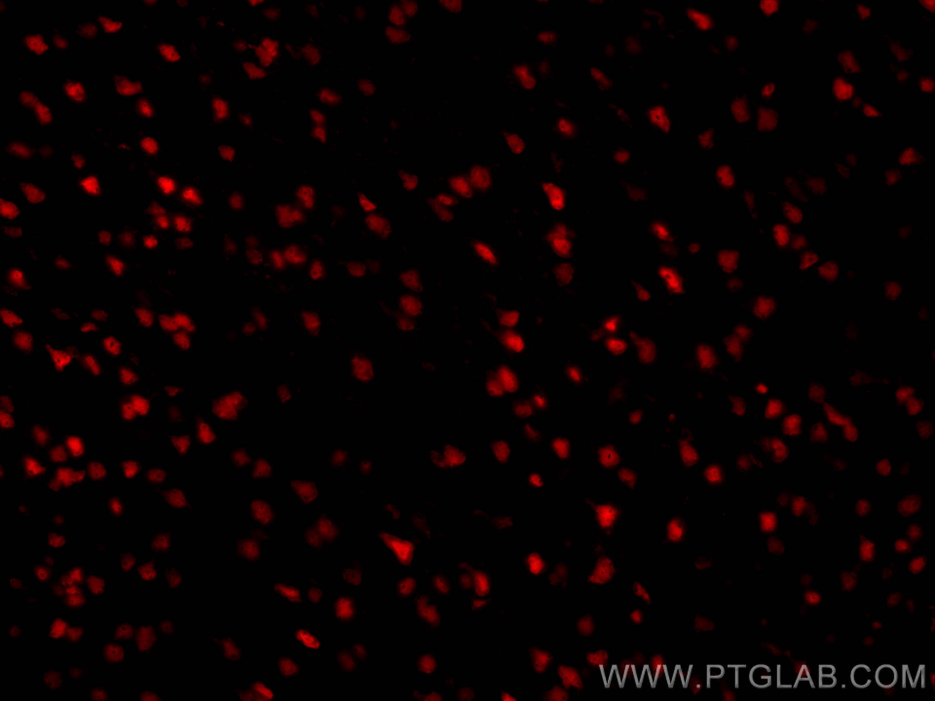 Immunofluorescence (IF) / fluorescent staining of rat brain tissue using CoraLite®594-conjugated NeuN Polyclonal antibody (CL594-26975)